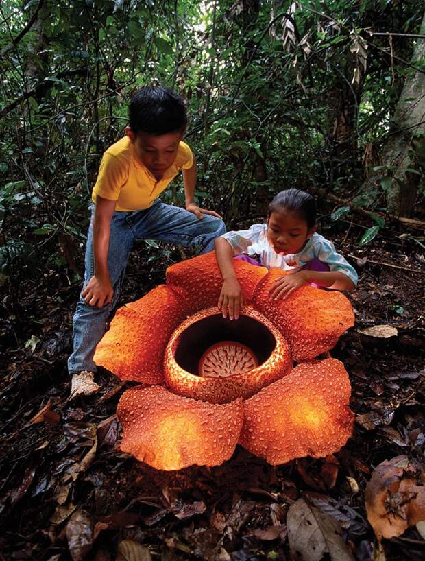 creepyplants45 Самые жуткие растения