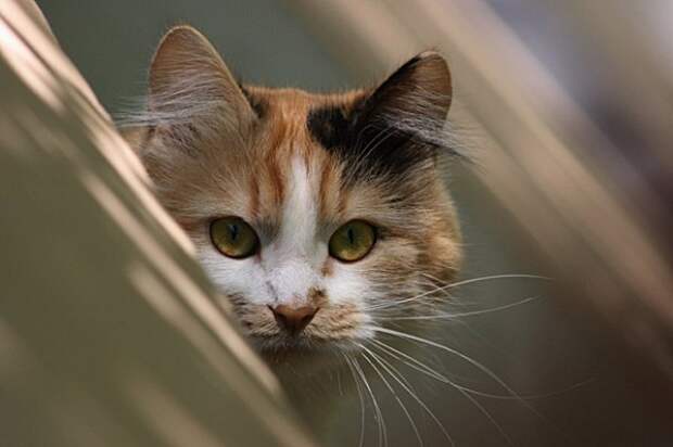 Кошки, кошечки и котяры Кошки, кошечки и котяры