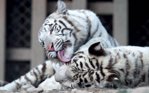 Два бенгальских тигра в вольере в Шанхайском зоопарке, Ки