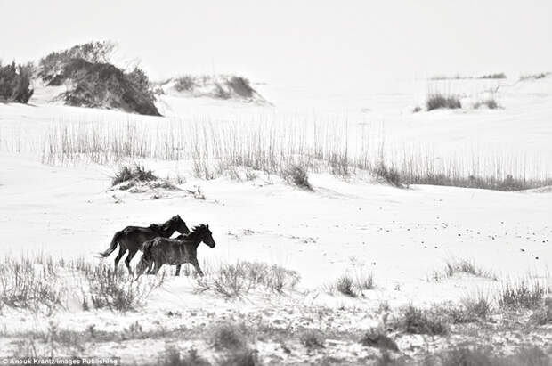 В течение нескольких десятилетий люди не вмешиваются в жизнь местных лошадей. Фото: Anouk Masson Krantz.