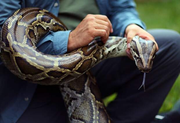 Во Флориде поймали питона, способного убить человека в мире, животные, змея, питоны