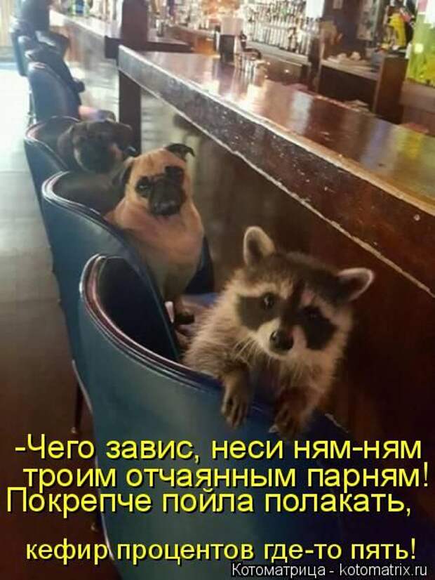 Лучшие котоматрицы недели (50 фото)