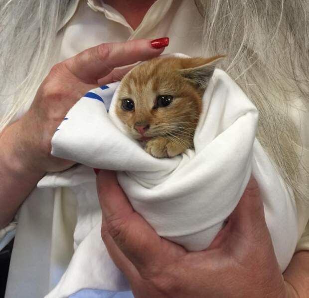 Без кота и жизнь не та