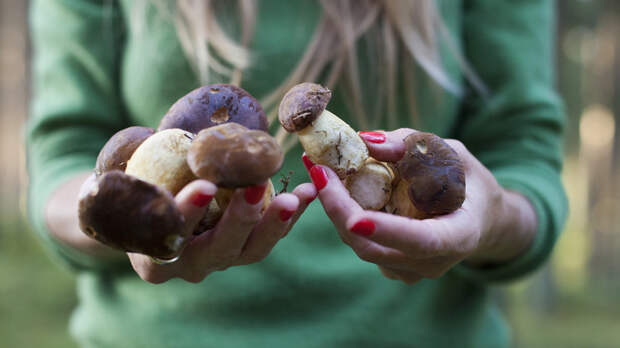 В Роспотребнадзоре Тюменской области рассказали, какие грибы нельзя покупать