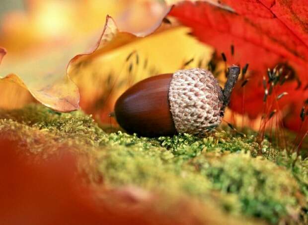 fall10 800x584 10 осенних фотографий, которые стали хитами в блогах