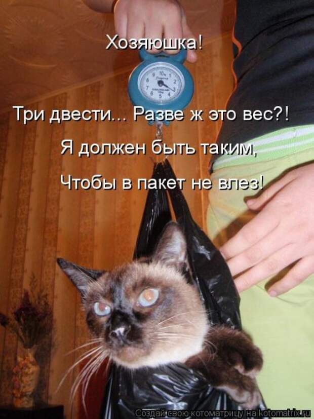 Лучшая котоматрица недели (16 фото)
