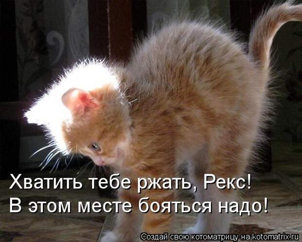 Котоматрица: Хватить тебе ржать, Рекс!  В этом месте бояться надо!