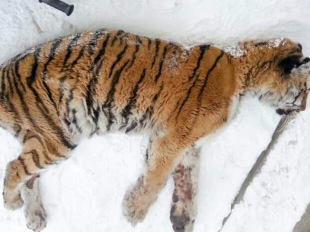 Хабаровчане обнаружили на веранде… неподвижную тигрицу! Но она пришла не ссориться животные, история, спасение, тигрица