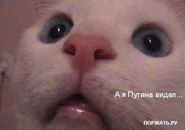 Ржачные картинки животных, смешные надписи.
