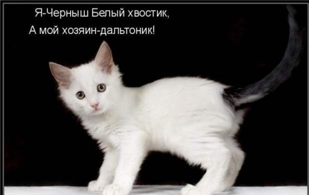 Котоматрица юморная (38 фото)