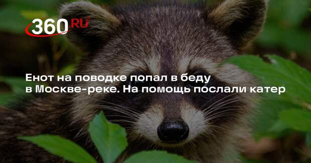 Источник 360.ru: енота пытаются спасти на Москве-реке близ Братеевского моста