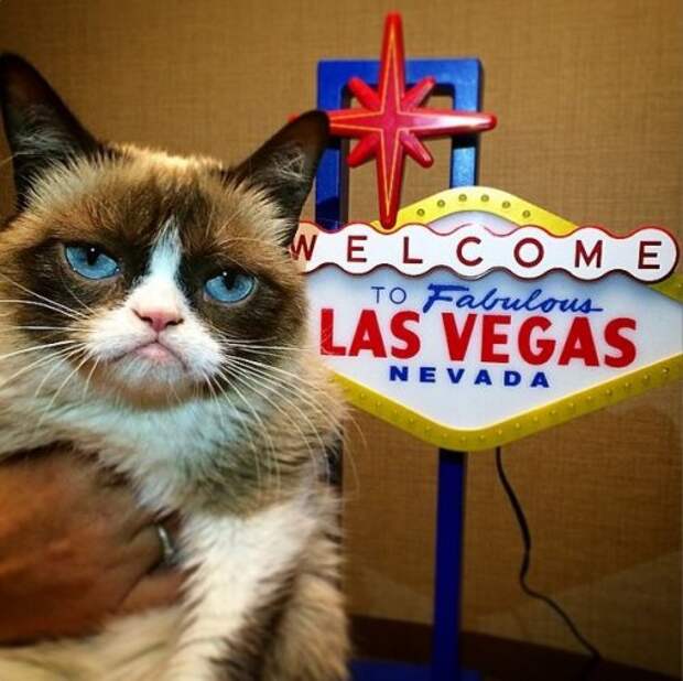 Grumpy Cat за 2 года обогатила свою хозяйку на 100 миллионов долларов (20 фото)