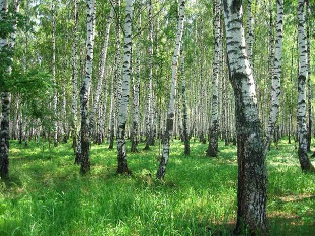 Березовый дар природы (604x453, 134Kb)