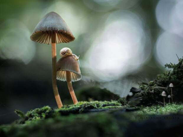 Мистический мир грибов в фотографиях фото, грибы