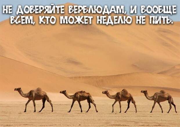Приколы про алкоголь от пользователей социальных сетей