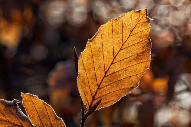 Природа/Фото: pixabay.com