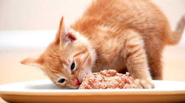 Почему кошка съедает только жидкость из «мокрого корма», а кусочки остаются в миске