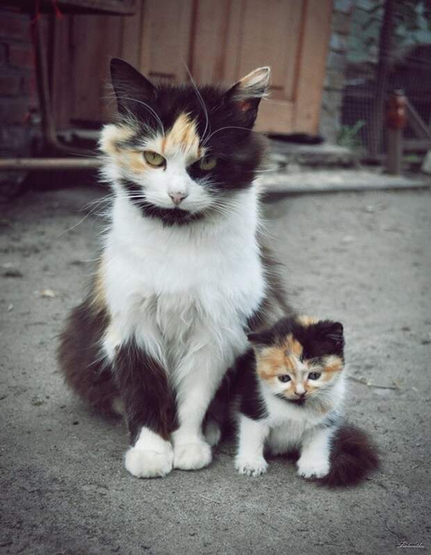 Осталось только научиться у мамы этому взгляду  котенок, кошка