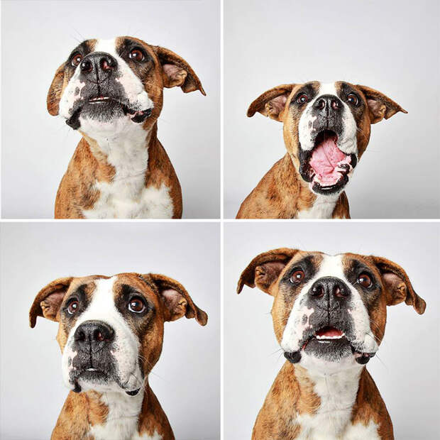 adopted-dog-teton-pitbull-humane-society-utah-25