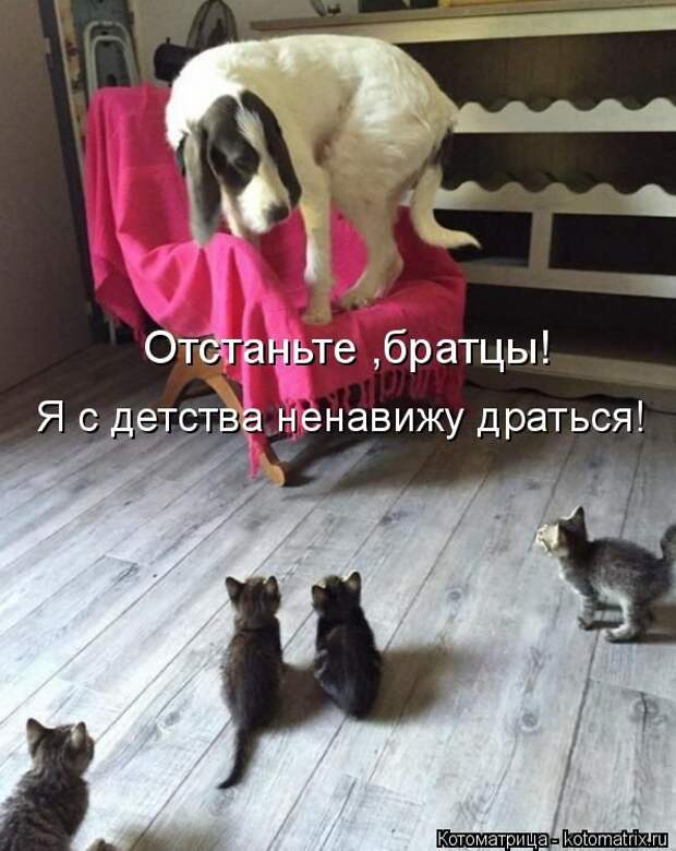 Лучшие котоматрицы недели (50 фото)