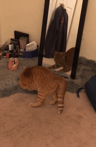 Коты, при виде которых невозможно не смеяться