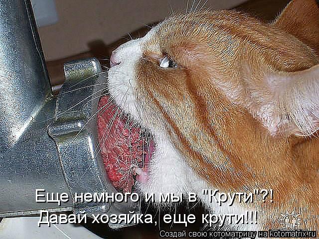 Котоматрица: Еще немного и мы в "Крути"?! Давай хозяйка, еще крути!!!