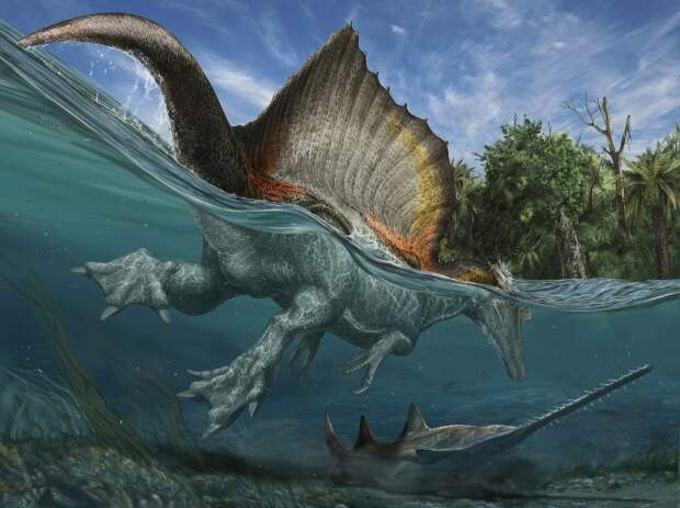 Spinosaurus's powerful, long-boned feet with long, flat claws were probably used for paddling. Its flexible tail could have been used for swimming like in a crocodile.
