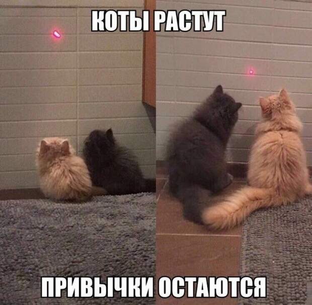 Смешные картинки с надписями для поднятия настроения (11 фото) Смешные картинки с надписями для поднятия настроения (11 фото)