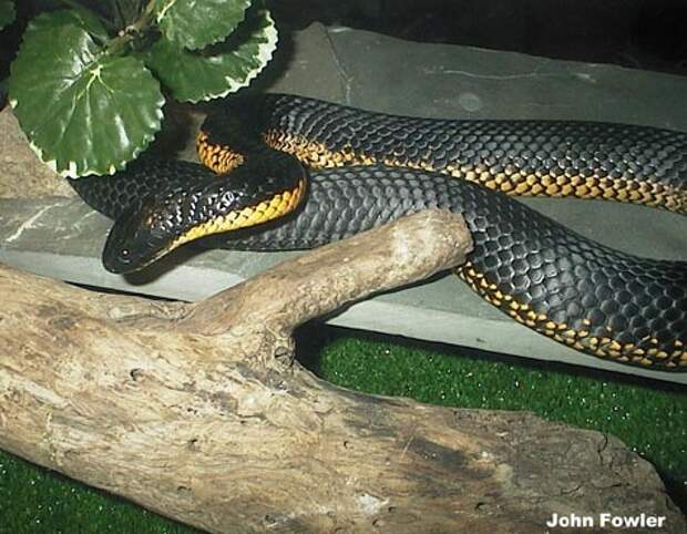 Тигровая змея (Notechis scutatus)