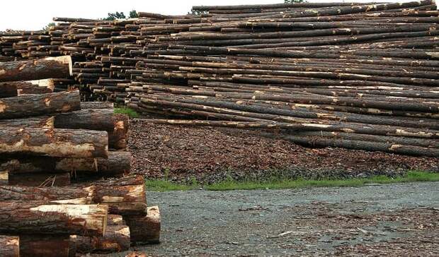 Красноярский край потерял миллиарды рублей на нелегальной вырубке леса