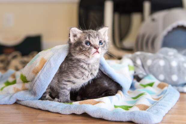 Без кота и жизнь не та