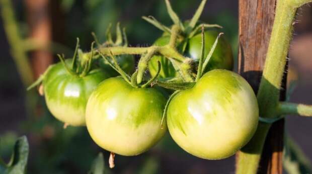 Что можно приготовить из зеленых помидор – рецепты закаток и не только