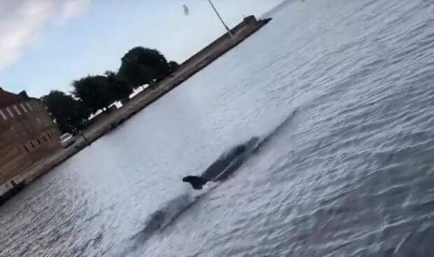 Дельфин, подбрасывающий медузу, попал на видео