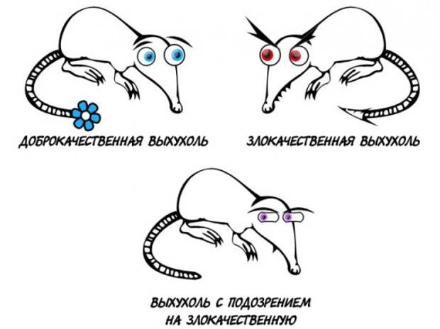 Про выхухоль