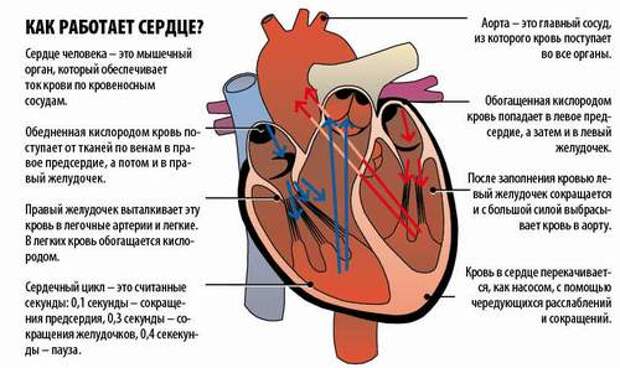 Сердечный бывать. Доклад про сердце. Доклад о сердце человека. Интересные факты о строение сердца человека. Краткий рассказ про сердце человека.