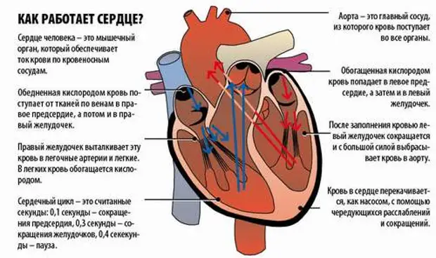 Проект о сердце