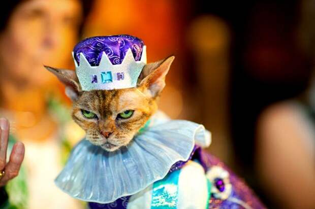 Meow Wear Fashion Show, показ кошачьей моды в отеле Algonquin