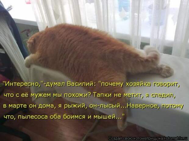 Свежая котоматрица на Бугаге (26 фото)