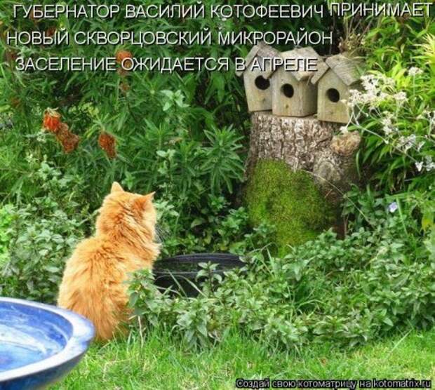 Свежая котоматрица для настроения (35 фото)