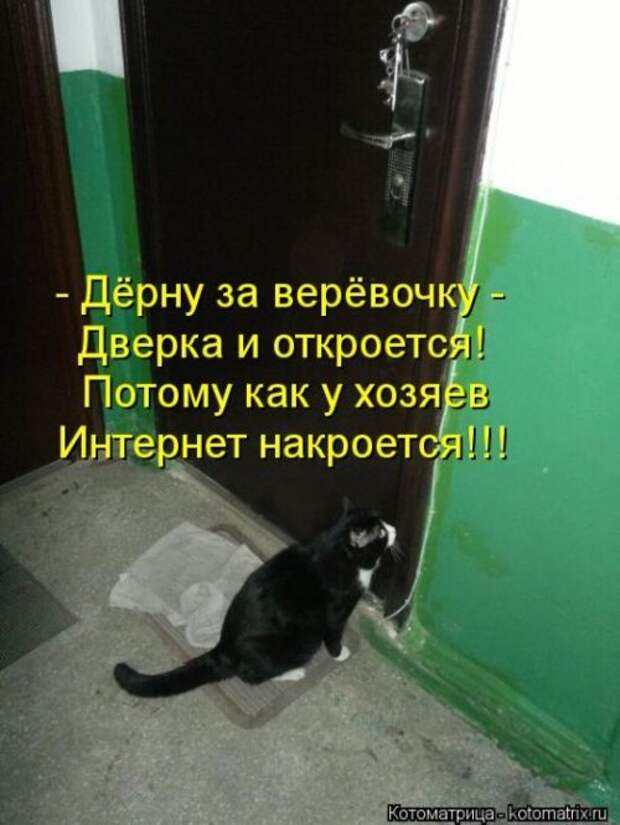 Веселая котоматрица