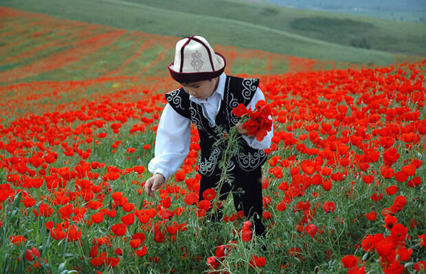 11. Цветок очень нежный и быстро погибает, если его срывают art, Кыргызстан, пейзаж, ссср, факты