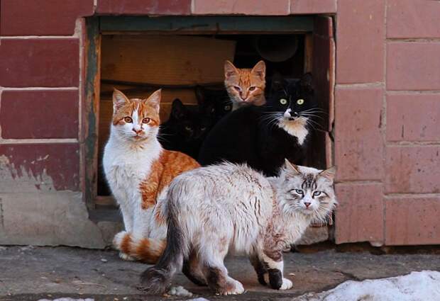 Бездомные дворовые коты нашли потеряшку и привели его к хозяевам. Все рыдали!