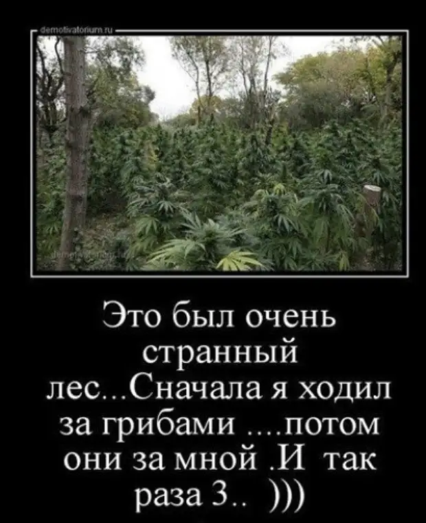 АНЕКДОТЫ И УМНЫЕ МЫСЛИ.