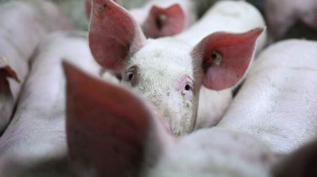 На Украине нашли зараженные африканской чумой туши свиней