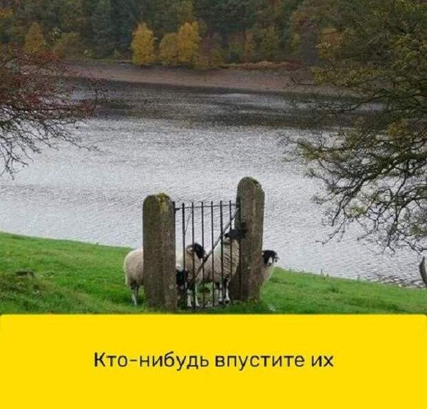 Свежие и прикольные фотомемы на Бугаге (21 фото)