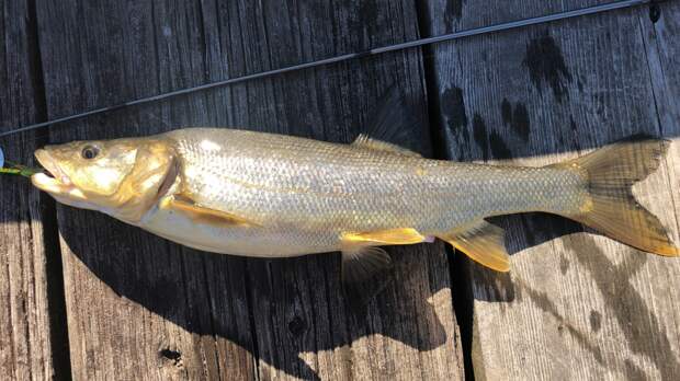 Northern Pikeminnow fish in the Pacific Northwest