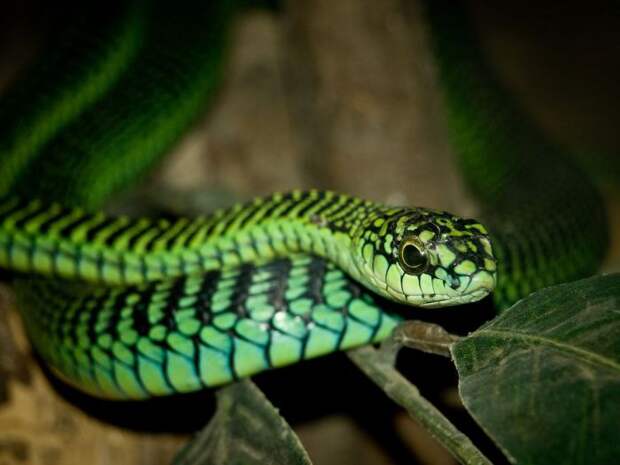 Красивая и очень опасная змея из семейства ужеобразных, её яд в два раза опаснее, чем яд гадюки или индийской кобры.