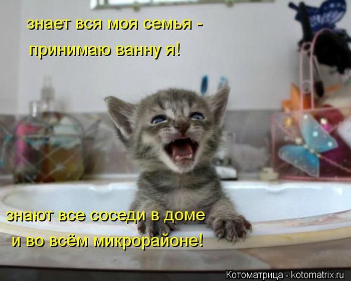 Лучшие котоматрицы недели (50 фото) Лучшие котоматрицы недели (50 фото)