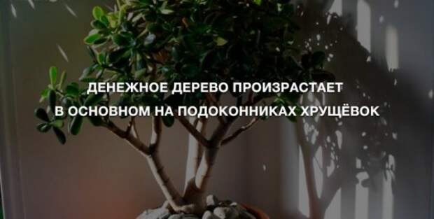 Анекдоты для позитива