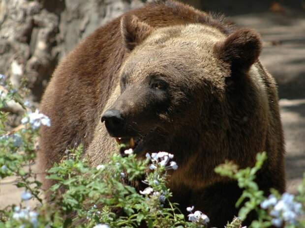 Убивший туриста медведь-людоед сумел сбежать и бродит в лесу